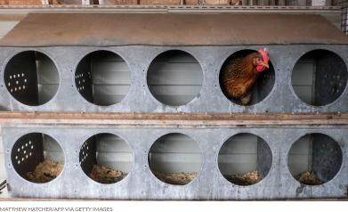 Chicken Coop