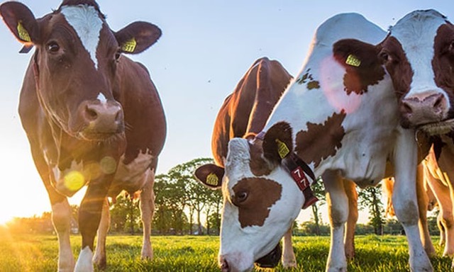 dairy-cows