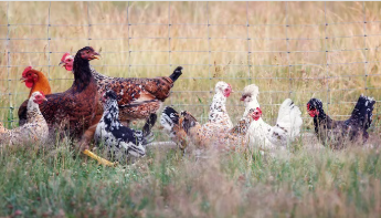hens in a pen