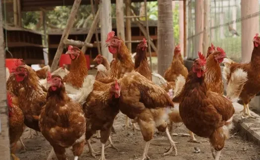 GP Chickens