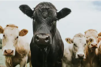 Herd of Cows