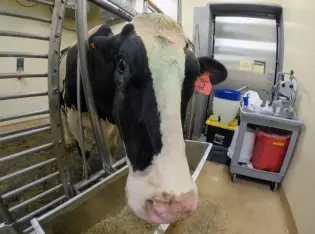 Cow-BirdFlu